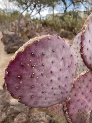 Opuntia chlorotica