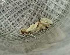 Sabatinca chalcophanes