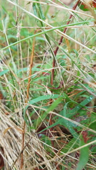 Acrida conica