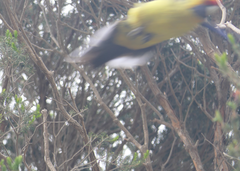 Platycercus caledonicus