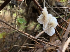 Marasmiineae