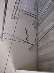 Mastigodryas melanolomus