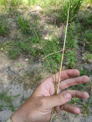 Poa angustifolia