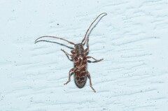 Eupogonius tomentosus