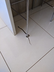 Mastigodryas melanolomus