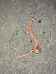 Drepanoides anomalus