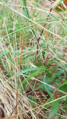 Acrida conica