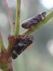 Eurymeloides adspersa