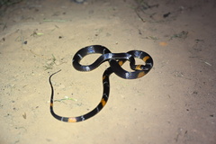 Oxyrhopus melanogenys