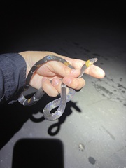 Oxyrhopus melanogenys