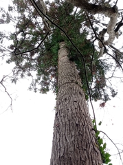 Cryptomeria japonica