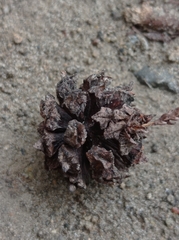 Cryptomeria japonica