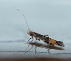 Cosmopterix