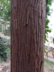 Cryptomeria japonica