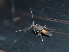 Cosmopterix