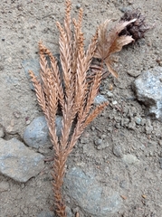 Cryptomeria japonica