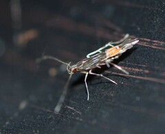 Cosmopterix