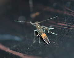 Cosmopterix