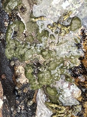 Pyura praeputialis