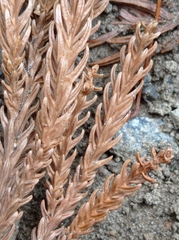 Cryptomeria japonica