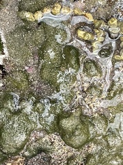 Pyura praeputialis