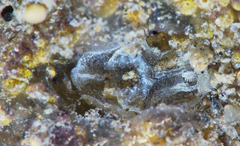 Goniodoris