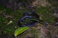 Erythrolamprus typhlus