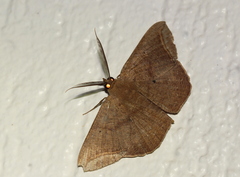 Polycrasta cinereomarginata