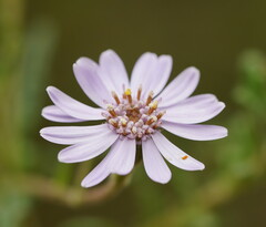 Olearia asterotricha