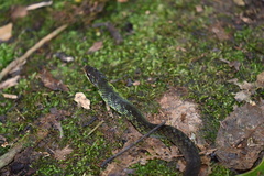 Erythrolamprus typhlus