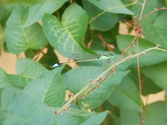 Ischnura senegalensis