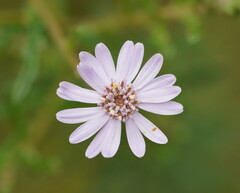 Olearia asterotricha