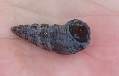 Batillaria australis