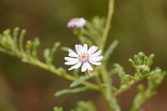 Olearia asterotricha