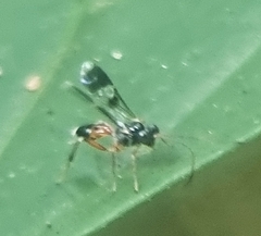 Cryptinae