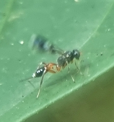 Cryptinae