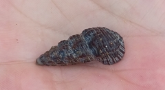 Batillaria australis