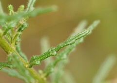 Olearia asterotricha