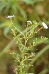 Olearia asterotricha