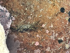 Leptograpsus