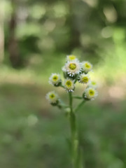 Erigeron acris droebachiensis