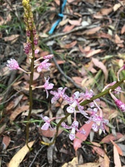 Dipodium pardalinum