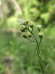 Erigeron acris droebachiensis