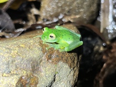 Espadarana prosoblepon