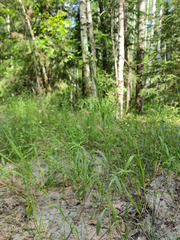 Erigeron acris droebachiensis