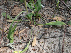 Erigeron acris droebachiensis