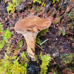 Jahnoporus hirtus