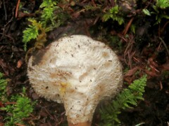 Jahnoporus hirtus