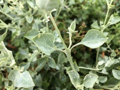 Chenopodium parabolicum