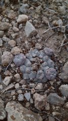Lophophora williamsii